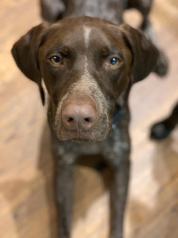 /images/uploads/southeast german shorthaired pointer rescue/segspcalendarcontest2019/entries/11700thumb.jpg